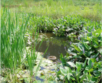 Figure 8. Stormwater wetland in western North Carolina.